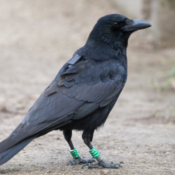 Corneille noire (Corvus corone) baguée “Vert 715”. Equipée d’une balise de géolocalisation modèle Ornitela OT-10. Jardin des Plantes de Paris, le 5/02/23